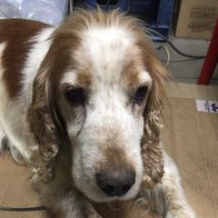 Подробнее об объявлении «Найдена собака кобель кокер спаниель реутов Москва» Фото: найдена собака Английский кокер-спаниель «Найдена собака кобель кокер спаниель реутов Москва» в г. Москва