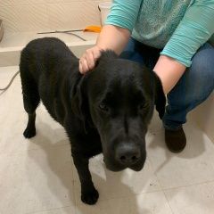 Подробнее об объявлении «Краснодар Найдена собака кобель черный лабрадор ищет хозяина» Фото: найдена собака Лабрадор ретривер «Краснодар Найдена собака кобель черный лабрадор...» в г. Краснодар