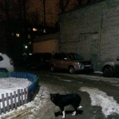 Подробнее об объявлении «Найдена собака Курган» Фото: найдена собака  «Найдена собака Курган» в г. Курган