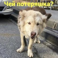 Подробнее об объявлении «Найдена собака Ростов-на-Дону» Фото: найдена собака  «Найдена собака Ростов-на-Дону» в г. Ростов-на-Дону