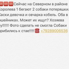 Подробнее об объявлении «Найдена собака Ростов-на-Дону» Фото: найдена собака Сибирская хаски «Найдена собака Ростов-на-Дону» в г. Ростов-на-Дону