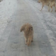 Подробнее об объявлении «Найдена собака Нижний Новгород» Фото: найдена собака  «Найдена собака Нижний Новгород» в г. Нижний Новгород