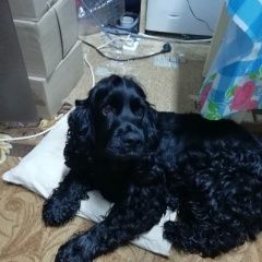 Подробнее об объявлении «Кирово-Чепецк Найдена собака» Фото: найдена собака  «Кирово-Чепецк Найдена собака» в г. Кирово-Чепецк