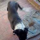 Подробнее об объявлении «Тимашевск Найдена собака» Фото: найдена собака  «Тимашевск Найдена собака» в г. Тимашевск