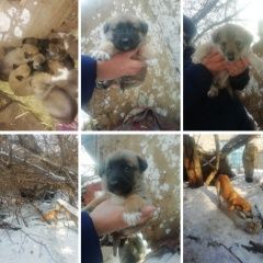 Подробнее об объявлении «Найдена собака Курган» Фото: найдена собака  «Найдена собака Курган» в г. Курган
