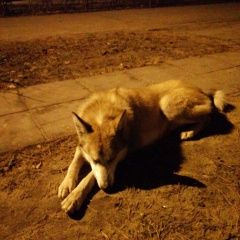 Подробнее об объявлении «Воронеж Найдена собака лайка, молодая сука» Фото: найдена собака Западно-сибирская лайка «Воронеж Найдена собака лайка, молодая сука» в г. Воронеж