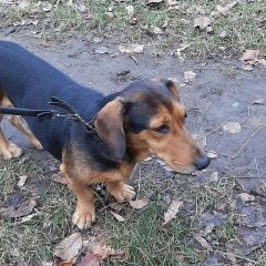 Подробнее об объявлении «Краснодар Найдена собака кобель похожа на таксу» Фото: найдена собака Такса «Краснодар Найдена собака кобель похожа на таксу» в г. Краснодар