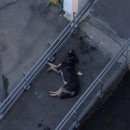 Подробнее об объявлении «Химки Найдена собака кобель» Фото: найдена собака  «Химки Найдена собака кобель» в г. Химки