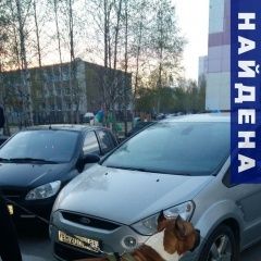 Подробнее об объявлении «Нижневартовск Найдена собака кобель намордик, шлейка» Фото: найдена собака Стаффордширский бультерьер «Нижневартовск Найдена собака кобель намордик,...» в г. Нижневартовск