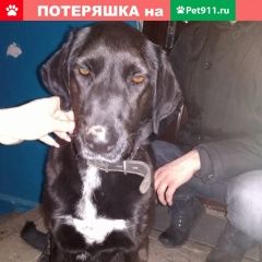 Подробнее об объявлении «Таганрог Найдена собака» Фото: найдена собака  «Таганрог Найдена собака» в г. Таганрог