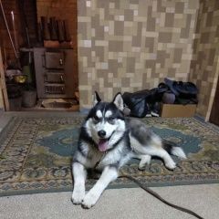 Подробнее об объявлении «Красноярск Найдена собака кобель помогите найти дом или старых хозяев» Фото: найдена собака Сибирская хаски «Красноярск Найдена собака кобель помогите найти...» в г. Красноярск
