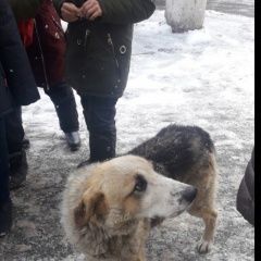 Подробнее об объявлении «Найдена собака Курган» Фото: найдена собака  «Найдена собака Курган» в г. Курган