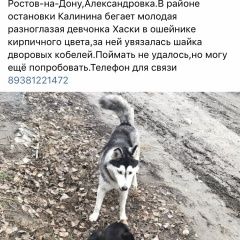 Подробнее об объявлении «Найдена собака Ростов-на-Дону» Фото: найдена собака Сибирская хаски «Найдена собака Ростов-на-Дону» в г. Ростов-на-Дону