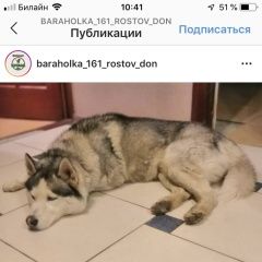 Подробнее об объявлении «Найдена собака Ростов-на-Дону» Фото: найдена собака Сибирская хаски «Найдена собака Ростов-на-Дону» в г. Ростов-на-Дону