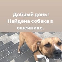 Подробнее об объявлении «Найдена собака Ростов-на-Дону» Фото: найдена собака Стаффордширский бультерьер «Найдена собака Ростов-на-Дону» в г. Ростов-на-Дону