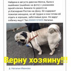 Подробнее об объявлении «Найдена собака Ростов-на-Дону» Фото: найдена собака Мопс «Найдена собака Ростов-на-Дону» в г. Ростов-на-Дону