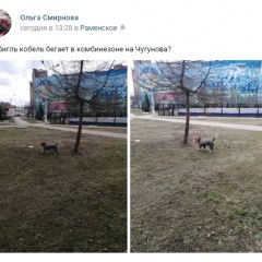 Подробнее об объявлении «Раменское Найдена собака потерявшийся бигль на чугунова» Фото: найдена собака Бигль «Раменское Найдена собака потерявшийся бигль на...» в г. Раменское