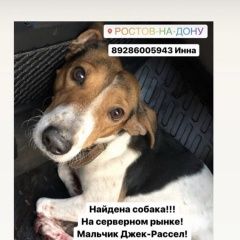 Подробнее об объявлении «Найдена собака Ростов-на-Дону» Фото: найдена собака Джек рассел терьер «Найдена собака Ростов-на-Дону» в г. Ростов-на-Дону