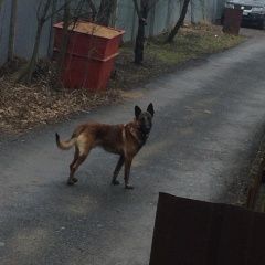 Подробнее об объявлении «Подольск Найдена собака кобель бегает по нашей линии снт горсо1» Фото: найдена собака  «Подольск Найдена собака кобель бегает по нашей...» в г. Подольск