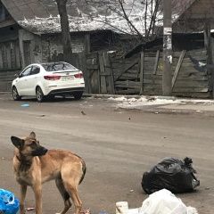 Подробнее об объявлении «Найдена собака Нижний Новгород» Фото: найдена собака  «Найдена собака Нижний Новгород» в г. Нижний Новгород