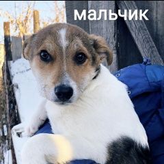 Подробнее об объявлении «Найдена собака щенки Курган» Фото: найдена собака  «Найдена собака щенки Курган» в г. Курган