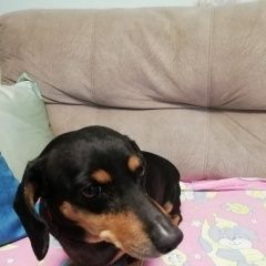 Подробнее об объявлении «Ангарск Найдена собака» Фото: найдена собака Такса «Ангарск Найдена собака» в г. Ангарск