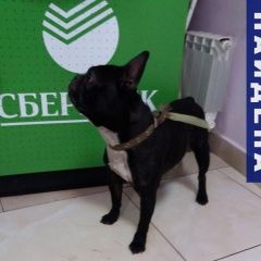 Подробнее об объявлении «Братск Найдена собака кобель» Фото: найдена собака Французский бульдог «Братск Найдена собака кобель» в г. Братск