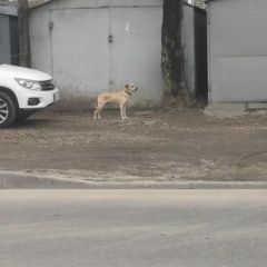 Подробнее об объявлении «Краснодар Найдена собака, светлого окраса» Фото: найдена собака  «Краснодар Найдена собака, светлого окраса» в г. Краснодар