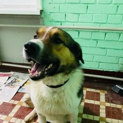 Подробнее об объявлении «Найдена собака кобель, хлебозаводский проезд Москва» Фото: найдена собака  «Найдена собака кобель, хлебозаводский проезд...» в г. Москва