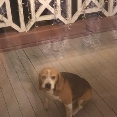 Подробнее об объявлении «Нарофоминск Найдена собака кобель бигль» Фото: найдена собака Бигль «Нарофоминск Найдена собака кобель бигль» в г. Нарофоминск