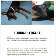 Подробнее об объявлении «Найдена собака Сочи» Фото: найдена собака Ягд-терьер «Найдена собака Сочи» в г. Сочи