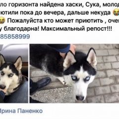 Подробнее об объявлении «Найдена собака Ростов-на-Дону» Фото: найдена собака Сибирская хаски «Найдена собака Ростов-на-Дону» в г. Ростов-на-Дону