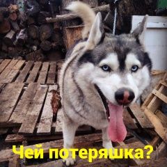 Подробнее об объявлении «Найдена собака кобель Ростов-на-Дону» Фото: найдена собака Сибирская хаски «Найдена собака кобель Ростов-на-Дону» в г. Ростов-на-Дону