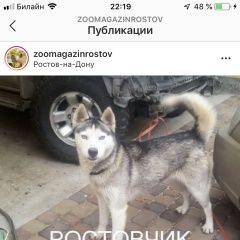Подробнее об объявлении «Найдена собака Ростов-на-Дону» Фото: найдена собака Сибирская хаски «Найдена собака Ростов-на-Дону» в г. Ростов-на-Дону