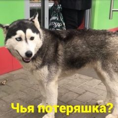 Подробнее об объявлении «Найдена собака Ростов-на-Дону» Фото: найдена собака Сибирская хаски «Найдена собака Ростов-на-Дону» в г. Ростов-на-Дону