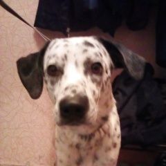 Подробнее об объявлении «Воронеж Найдена собака кобель» Фото: найдена собака Далматин «Воронеж Найдена собака кобель» в г. Воронеж