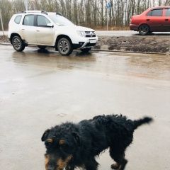 Подробнее об объявлении «Найдена собака кобель ягдтерьера Орел» Фото: найдена собака Ягд-терьер «Найдена собака кобель ягдтерьера Орел» в г. Орел