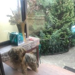 Подробнее об объявлении «Краснодар Найдена собака кобель йоркширский терьер» Фото: найдена собака Йоркширский терьер «Краснодар Найдена собака кобель йоркширский терьер» в г. Краснодар