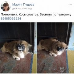 Подробнее об объявлении «Найдена собака Ростов-на-Дону» Фото: найдена собака Пекинес «Найдена собака Ростов-на-Дону» в г. Ростов-на-Дону