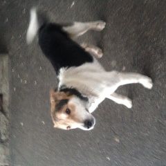 Подробнее об объявлении «Найдена собака очень переживает, что потерялась Череповец» Фото: найдена собака  «Найдена собака очень переживает, что потерялась...» в г. Череповец