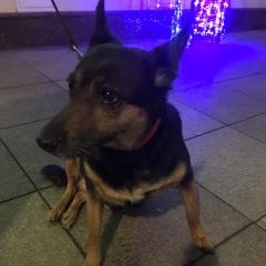 Подробнее об объявлении «Найдена собака ищем хозяев Москва» Фото: найдена собака  «Найдена собака ищем хозяев Москва» в г. Москва