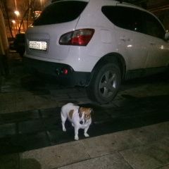 Подробнее об объявлении «Найдена собака Москва» Фото: найдена собака Джек рассел терьер «Найдена собака Москва» в г. Москва