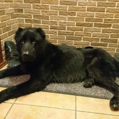 Подробнее об объявлении «Найдена собака кобель Москва» Фото: найдена собака Среднеазиатская овчарка «Найдена собака кобель Москва» в г. Москва