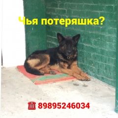 Подробнее об объявлении «Найдена собака Ростов-на-Дону» Фото: найдена собака Немецкая овчарка «Найдена собака Ростов-на-Дону» в г. Ростов-на-Дону