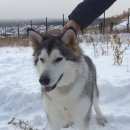 Подробнее об объявлении «Красноярск Найдена собака маламут» Фото: найдена собака  «Красноярск Найдена собака маламут» в г. Красноярск