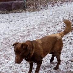 Подробнее об объявлении «Найдена собака кобель Москва» Фото: найдена собака  «Найдена собака кобель Москва» в г. Москва