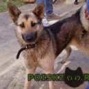 Подробнее об объявлении «Люберцы Найдена собака» Фото: найдена собака  «Люберцы Найдена собака» в г. Люберцы