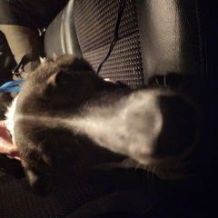 Подробнее об объявлении «Найдена собака самка 2-4 года в районе метро отрадное Москва» Фото: найдена собака  «Найдена собака самка 2-4 года в районе метро...» в г. Москва