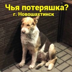 Подробнее об объявлении «Найдена собака Новошахтинск» Фото: найдена собака  «Найдена собака Новошахтинск» в г. Новошахтинск
