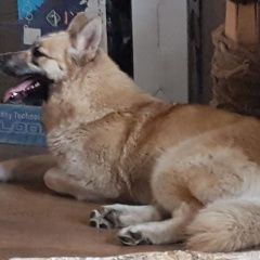 Подробнее об объявлении «Найдена собака Москва» Фото: найдена собака  «Найдена собака Москва» в г. Москва